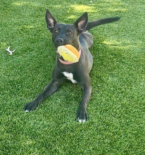 Enlarge Jenny, a Adoptable mixed breed in Henderson, NV image 2/6
