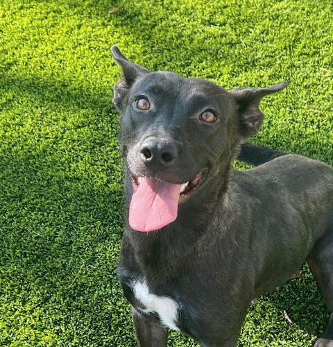 Enlarge Jenny, a Adoptable mixed breed in Henderson, NV image 3/6