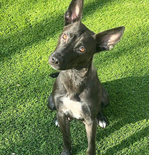 Enlarge Jenny, a Adoptable mixed breed in Henderson, NV image 4/6