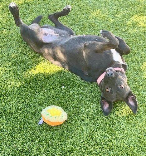 Enlarge Jenny, a Adoptable mixed breed in Henderson, NV image 5/6