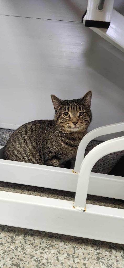 Enlarge Cadmium, a Adoptable mixed breed in Van Wert, OH image 1/1