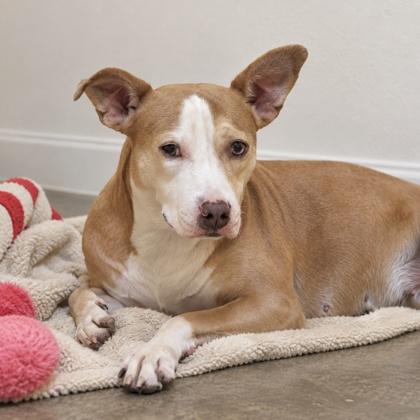Baby, Adoptable, Adult Female Mixed Breed & Mixed Breed.