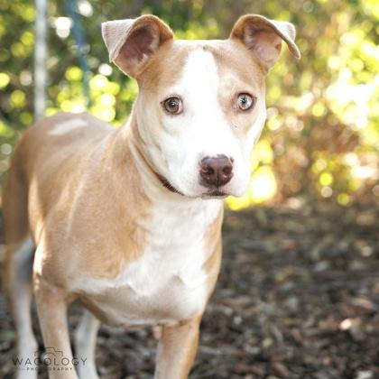 Enlarge Baby, a Adoptable mixed breed in Largo, FL image 2/3