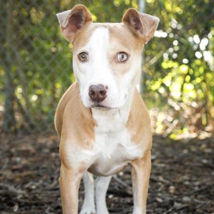 Enlarge Baby, a Adoptable mixed breed in Largo, FL image 3/3