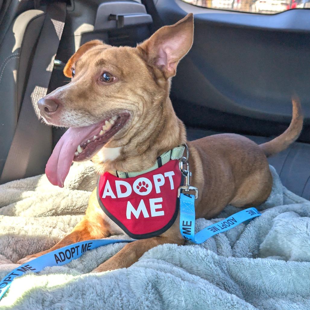 Bix k3, Adoptable, Adult Male Mixed Breed.