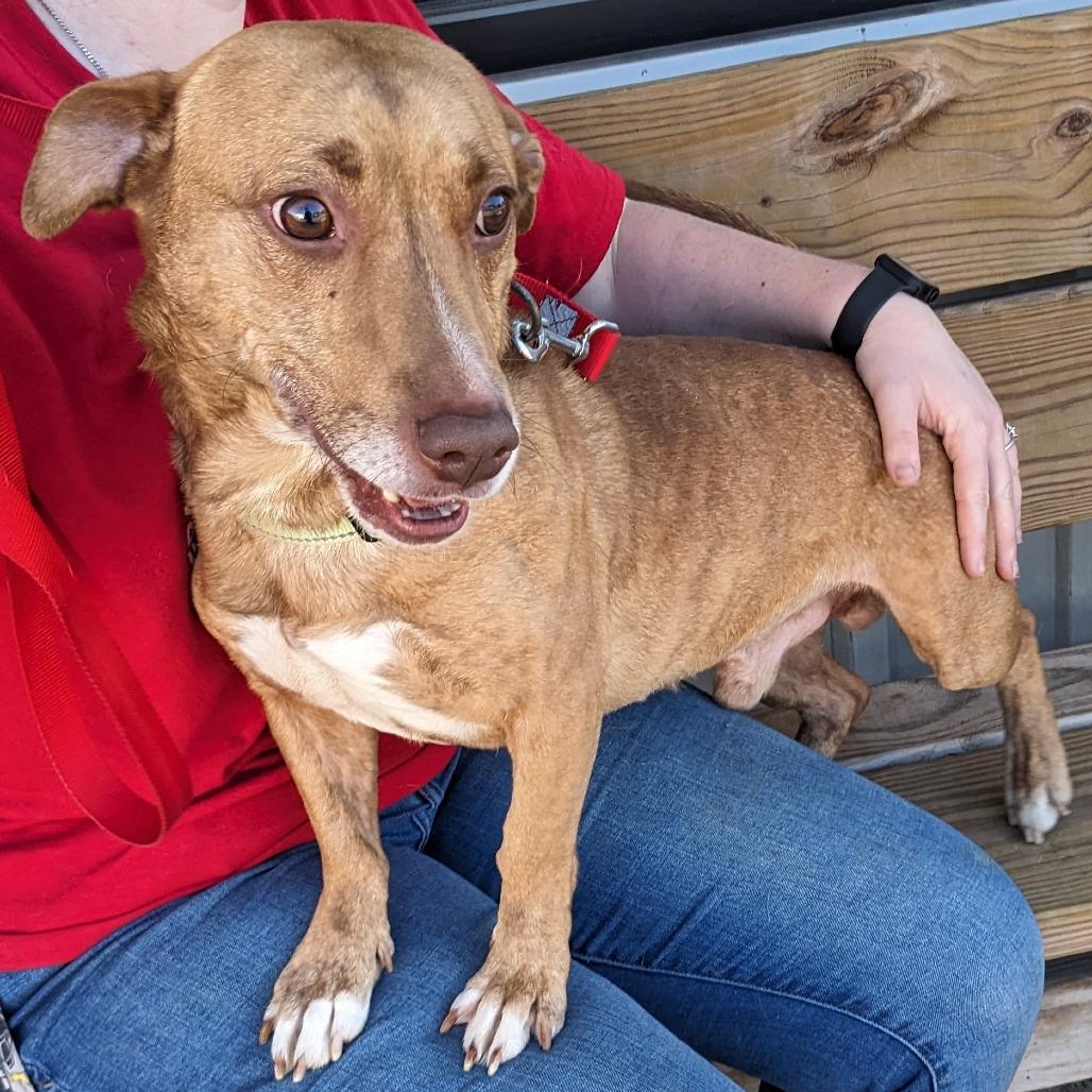 Enlarge Bix k3, a Adoptable Mixed Breed in Union, MO image 2/4