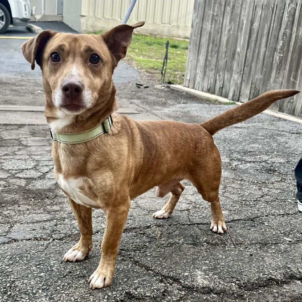 Enlarge Bix k3, a Adoptable Mixed Breed in Union, MO image 3/4