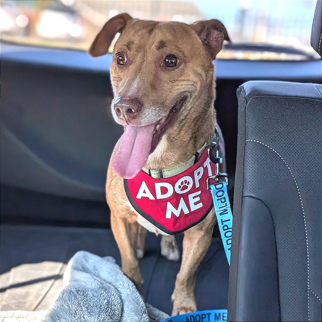 Enlarge Bix k3, a Adoptable Mixed Breed in Union, MO image 4/4