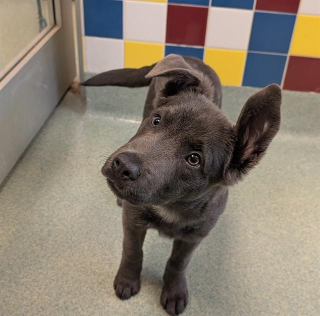 Enlarge Levi A215879, an adopted mixed breed in Plano, TX image 2/2