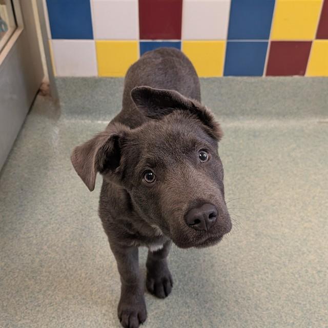 Enlarge Levi A215879, an adopted mixed breed in Plano, TX image 1/2