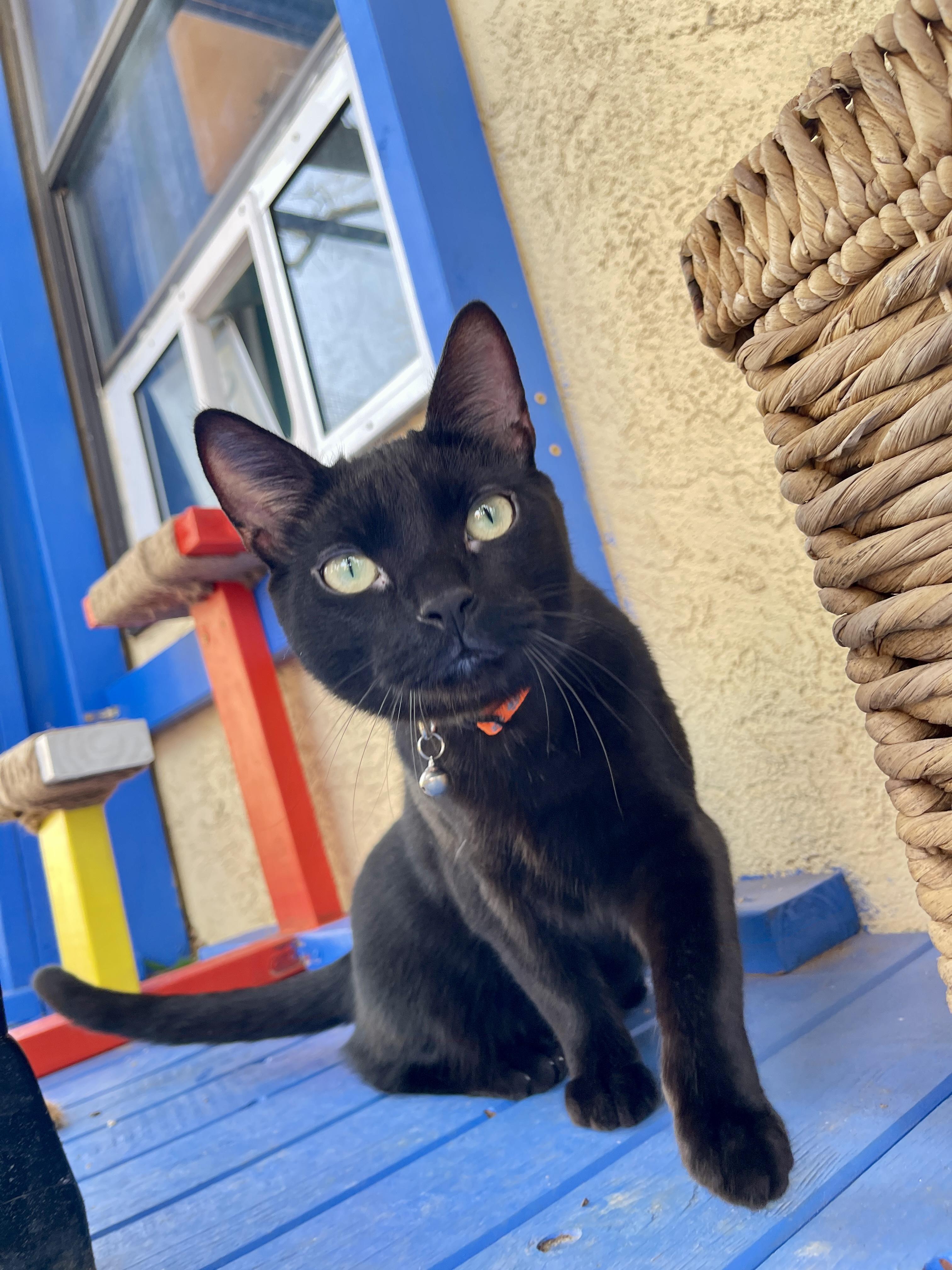 Sirius Black, Baby Male Domestic Short Hair