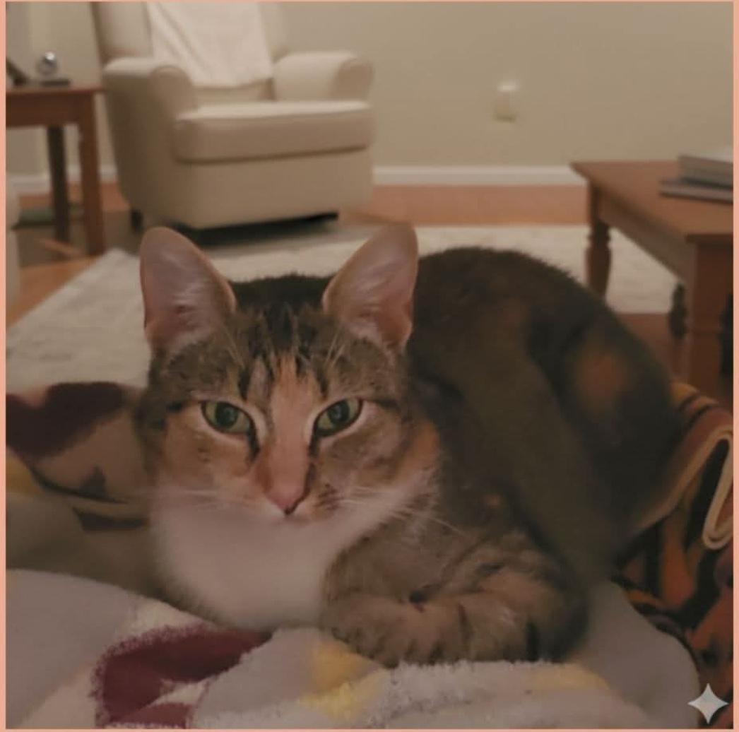 Reba, Adoptable, Adult Female Domestic Short Hair.