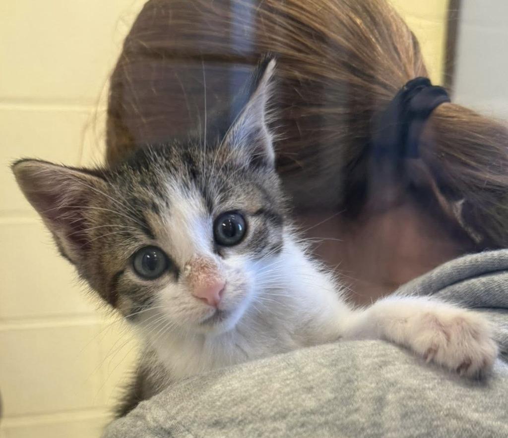 Oswald, Adopted, Kitten Male Domestic Short Hair.