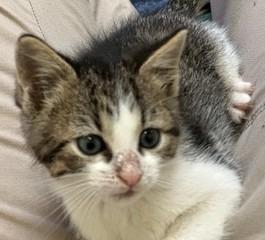 Oswald, a Adopted mixed breed in Sherwood, AR image 3/3