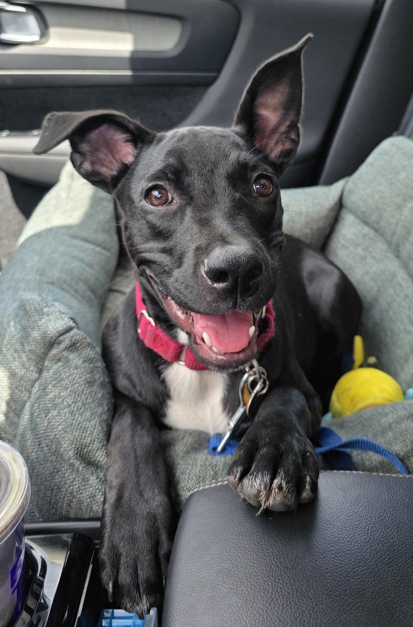 Elphie, Adopted, Puppy Female American Staffordshire Terrier.