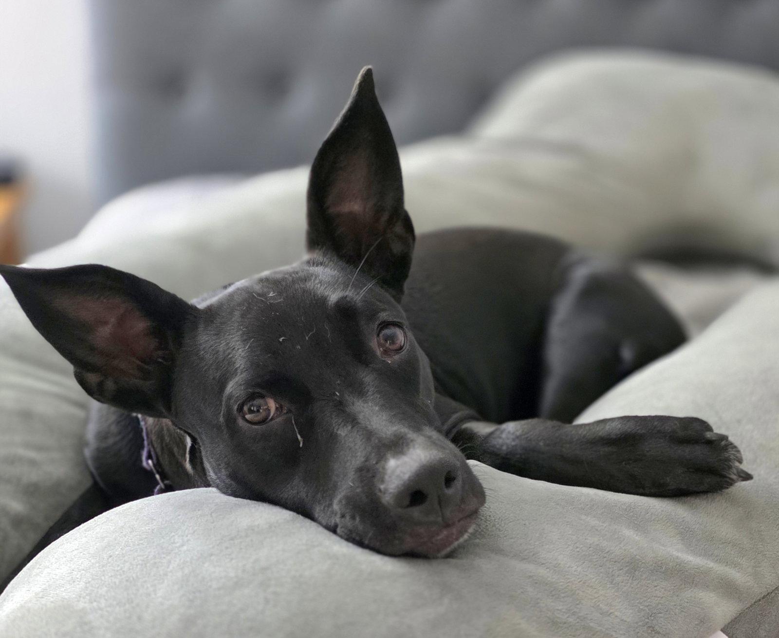 Enlarge Elphie, a Adopted American Staffordshire Terrier in Royal Palm Beach, FL image 2/3