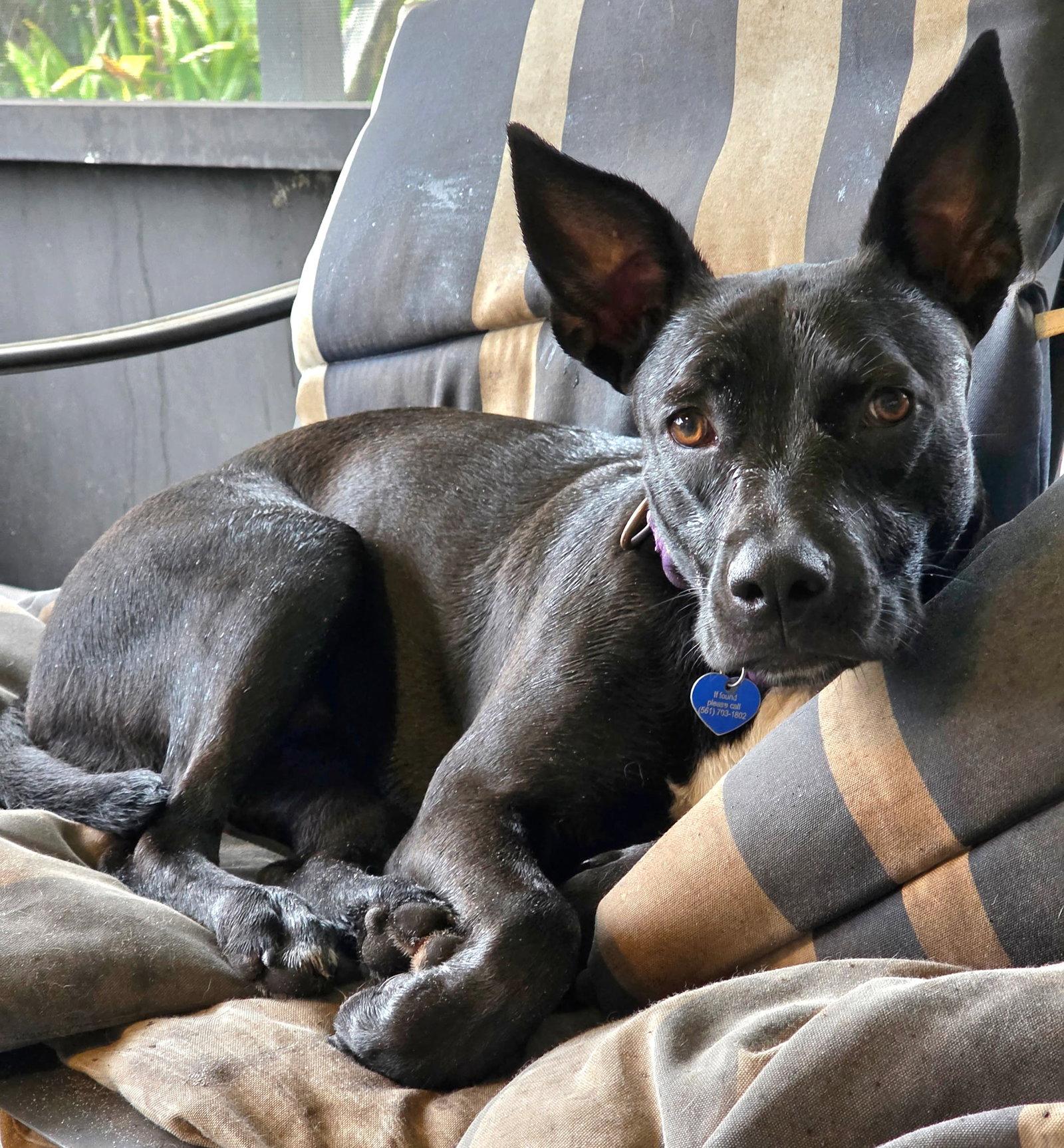 Enlarge Elphie, a Adopted American Staffordshire Terrier in Royal Palm Beach, FL image 3/3