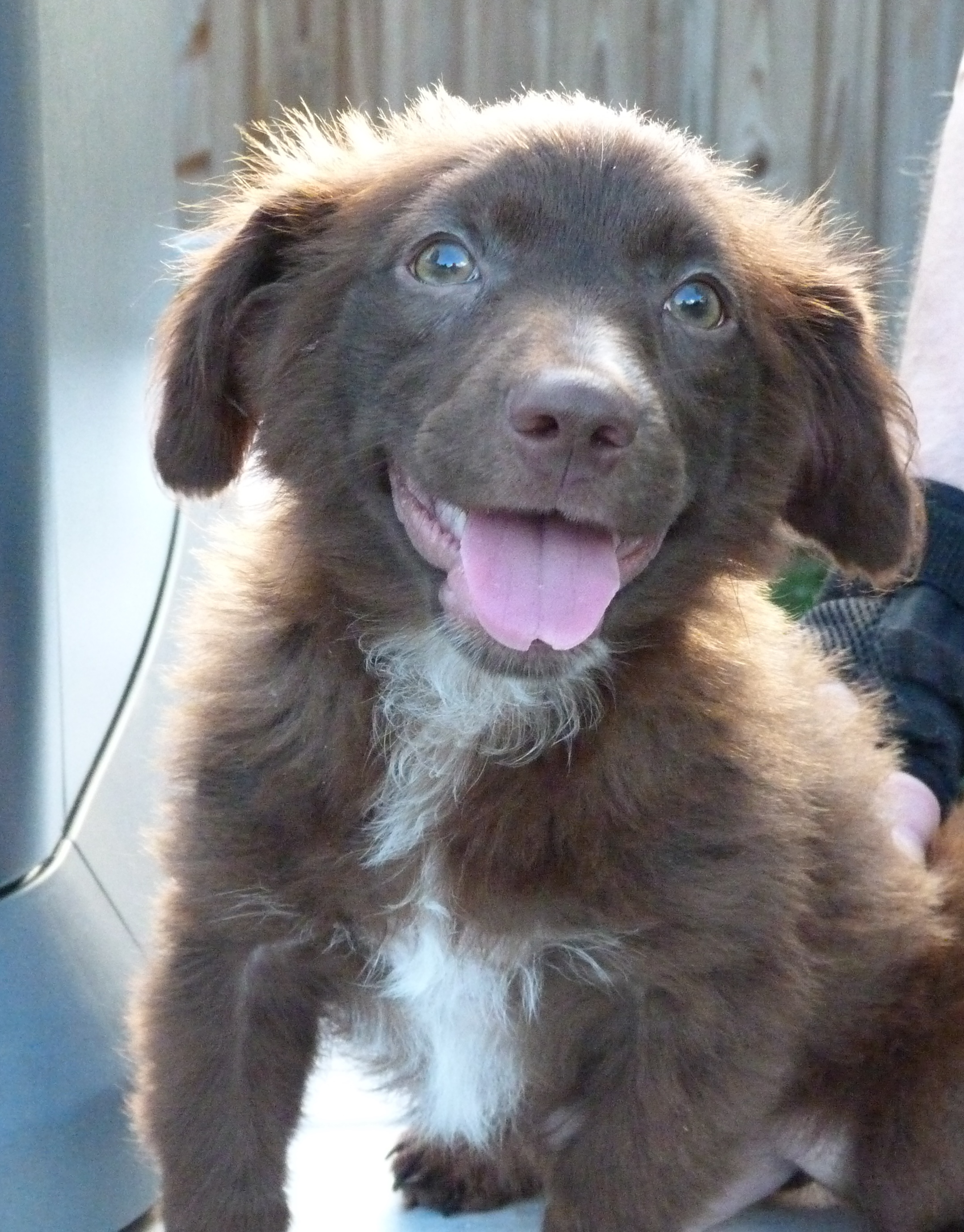 Beau, Adopted, Puppy Male Chihuahua & Terrier.