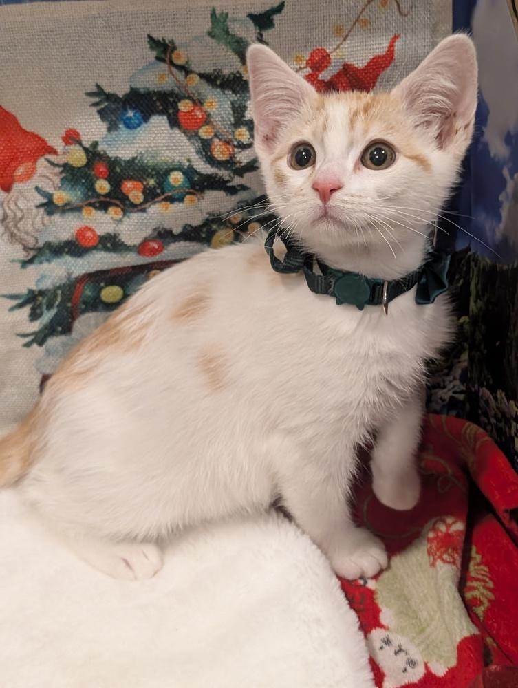 Enlarge Pumpkin, a Adoptable mixed breed in Fremont, CA image 1/6