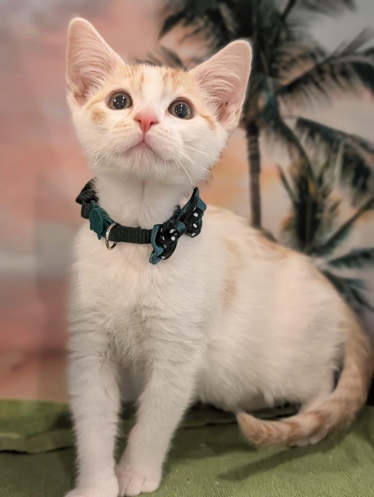 Enlarge Pumpkin, a Adoptable mixed breed in Fremont, CA image 2/6