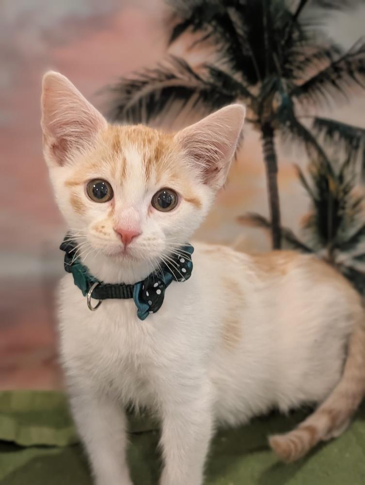 Enlarge Pumpkin, a Adoptable mixed breed in Fremont, CA image 3/6