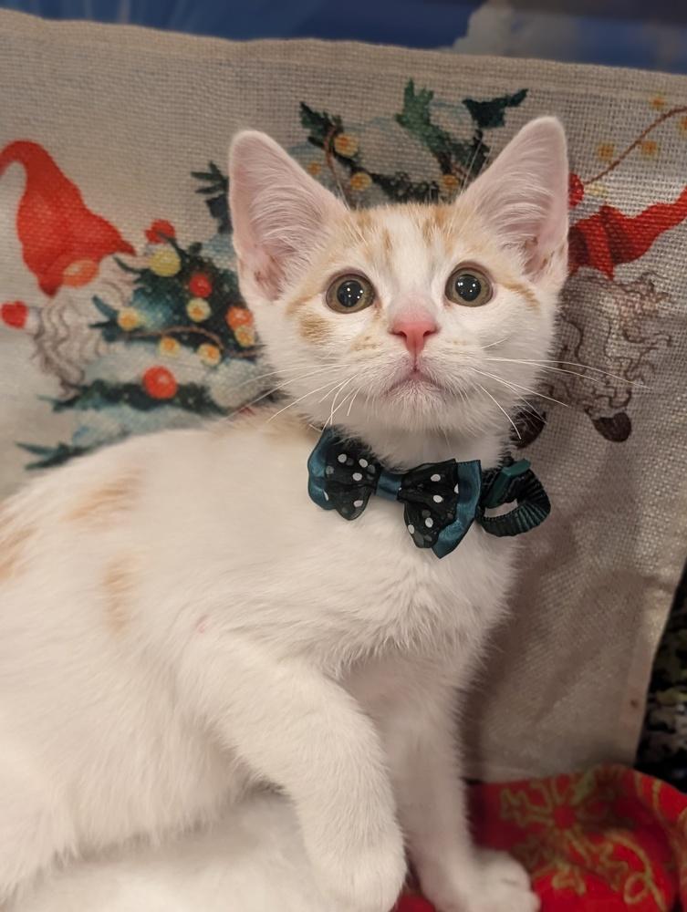 Enlarge Pumpkin, a Adoptable mixed breed in Fremont, CA image 4/6