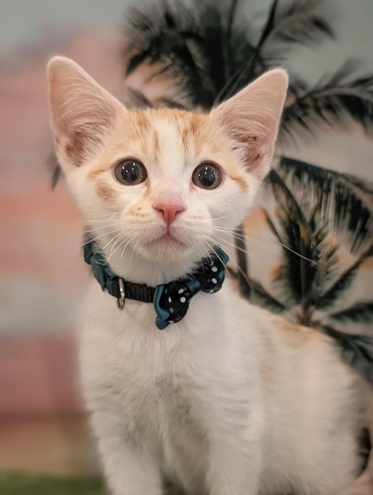 Enlarge Pumpkin, a Adoptable mixed breed in Fremont, CA image 5/6