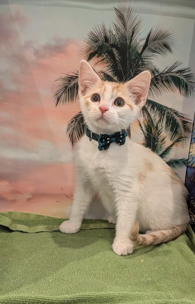 Enlarge Pumpkin, a Adoptable mixed breed in Fremont, CA image 6/6