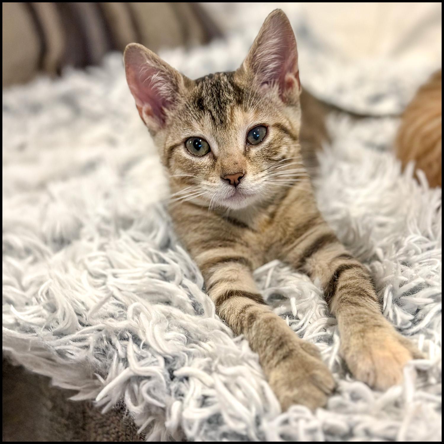 Enlarge Toph, a Adoptable mixed breed in Roswell, GA image 2/6