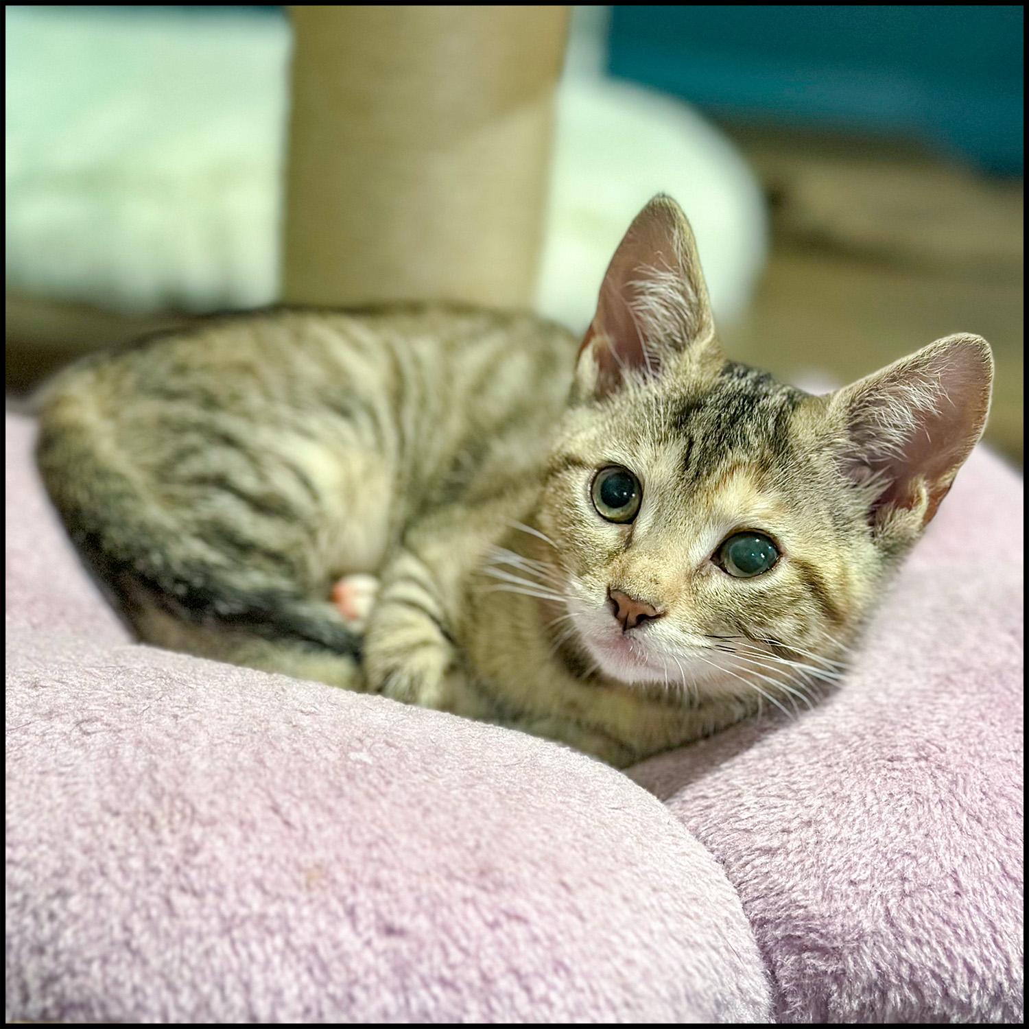 Enlarge Toph, a Adoptable mixed breed in Roswell, GA image 3/6