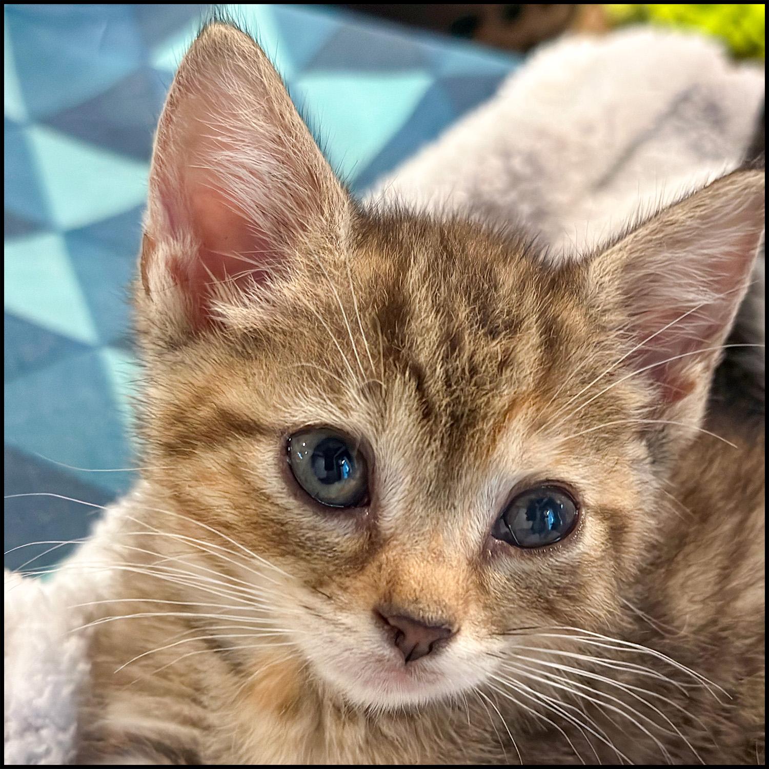 Enlarge Toph, a Adoptable mixed breed in Roswell, GA image 4/6