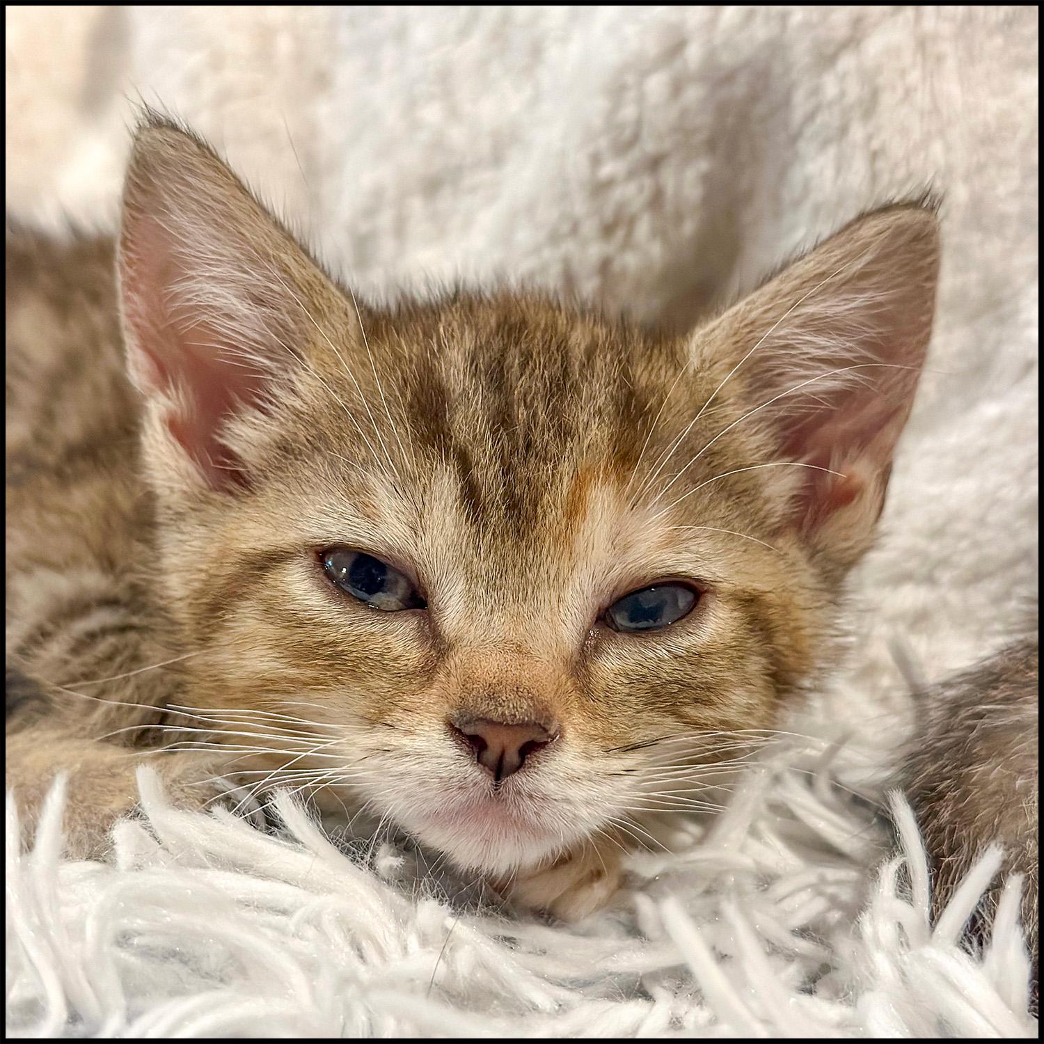 Enlarge Toph, a Adoptable mixed breed in Roswell, GA image 5/6