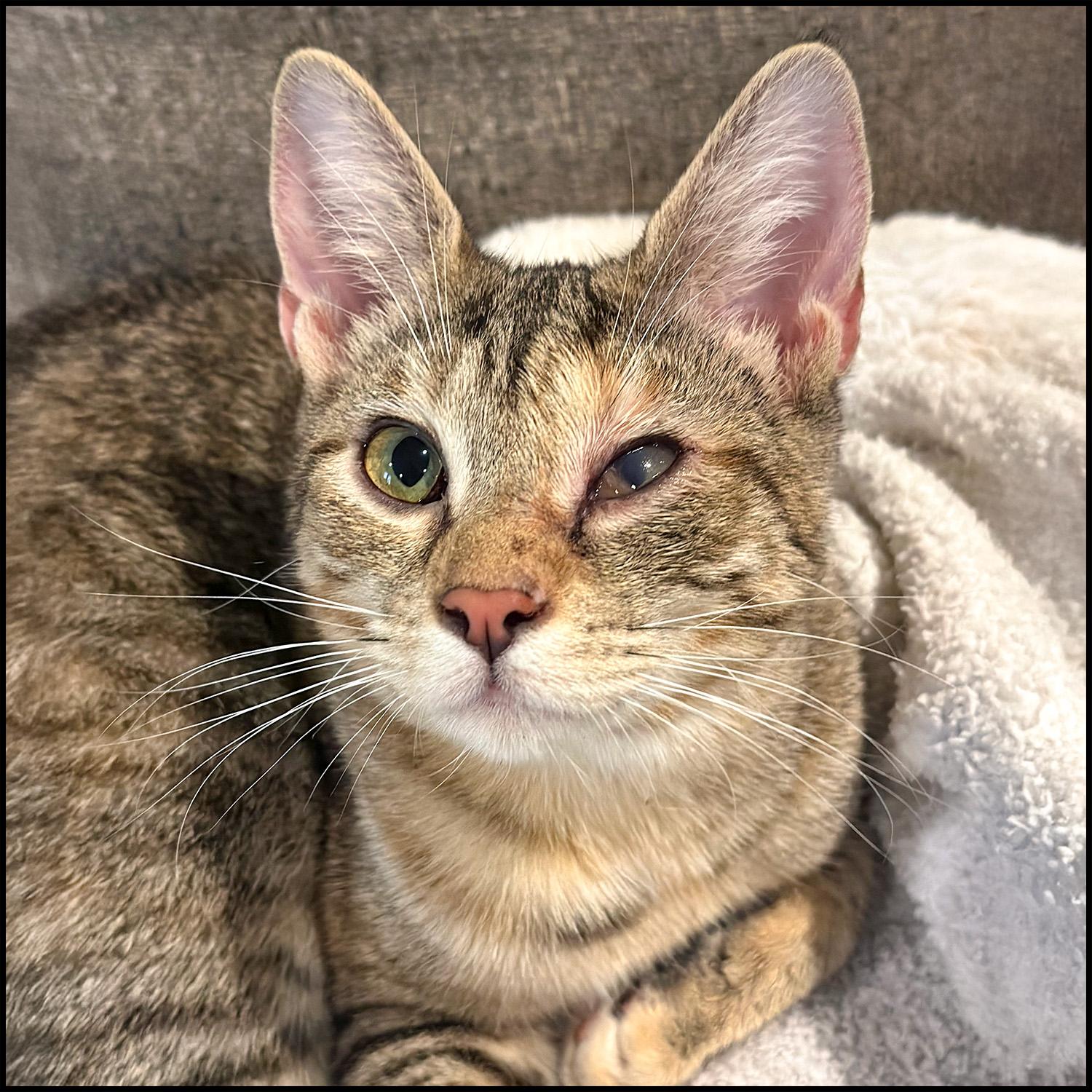 Enlarge Toph, a Adoptable mixed breed in Roswell, GA image 6/6