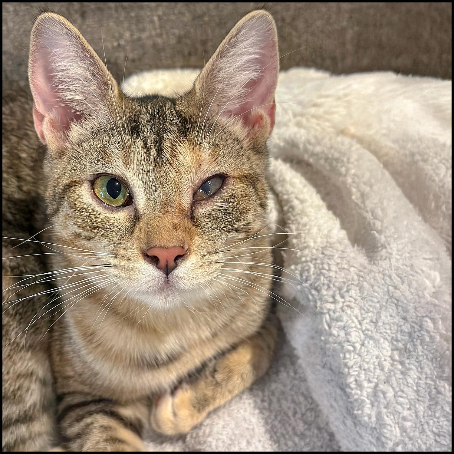 Enlarge Toph, a Adoptable mixed breed in Roswell, GA image 1/6