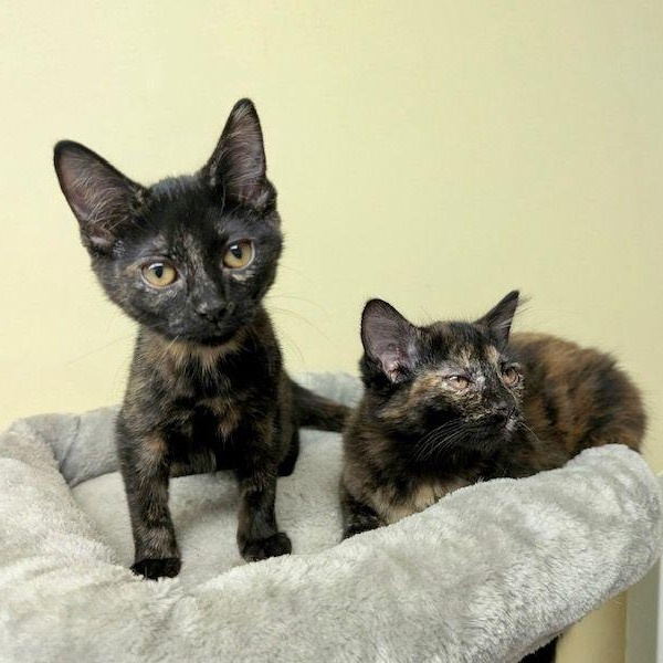 Salsquetti & Necco *(BONDED PAIR)