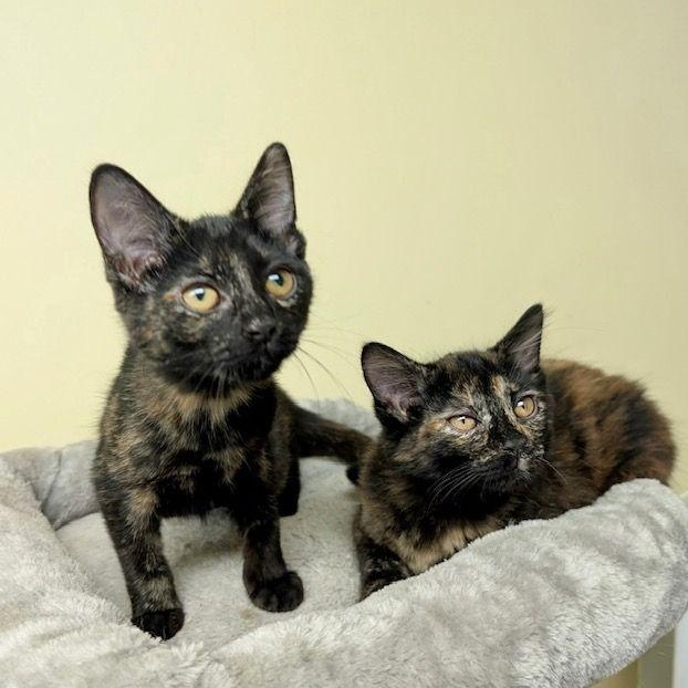 Salsquetti & Necco *(BONDED PAIR)