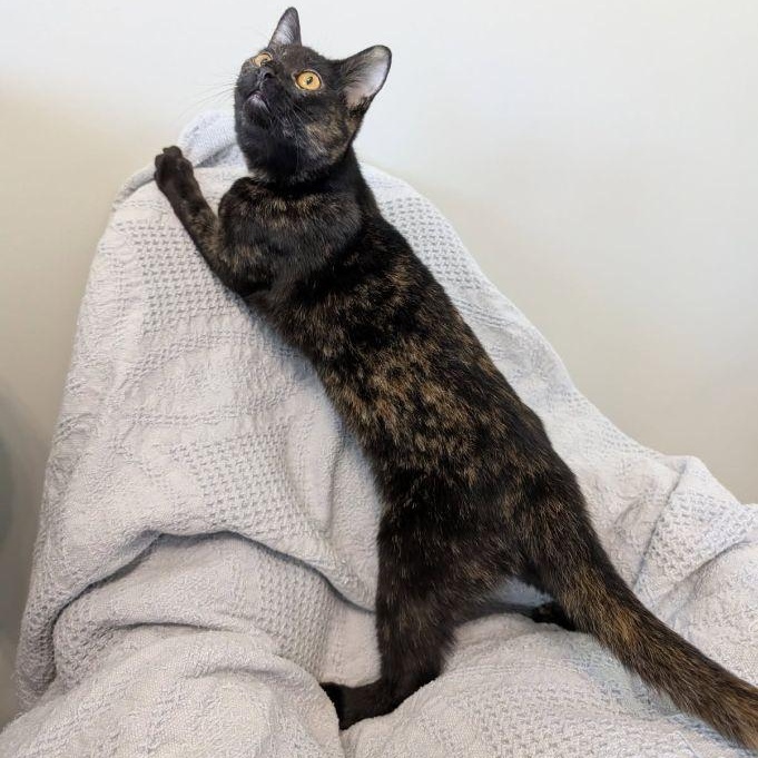 Salsquetti & Necco *(BONDED PAIR), a Adoptable mixed breed in Lake Orion, MI image 2/6