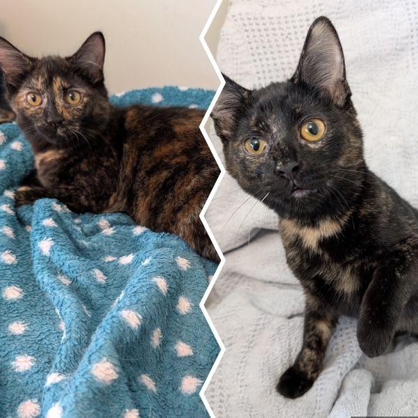 Salsquetti & Necco *(BONDED PAIR), a Adoptable mixed breed in Lake Orion, MI image 1/6