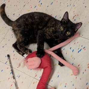 Salsquetti , Adoptable, Kitten Female Tortoiseshell & Domestic Short Hair.