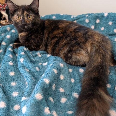 Salsquetti & Necco *(BONDED PAIR), a Adoptable mixed breed in Lake Orion, MI image 4/6