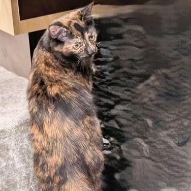 Salsquetti & Necco *(BONDED PAIR), a Adoptable mixed breed in Lake Orion, MI image 5/6