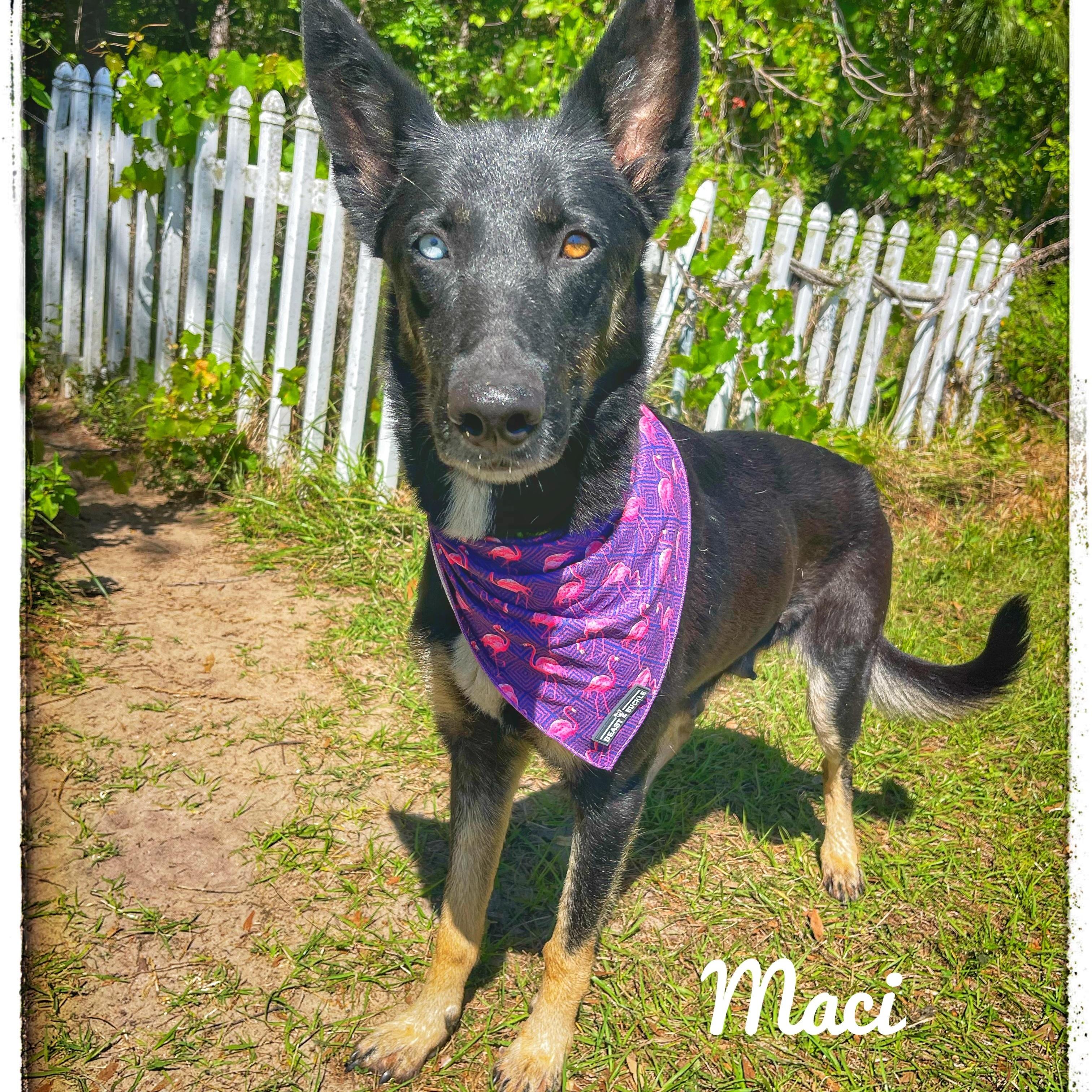 Maci, Adult Female German Shepherd Dog