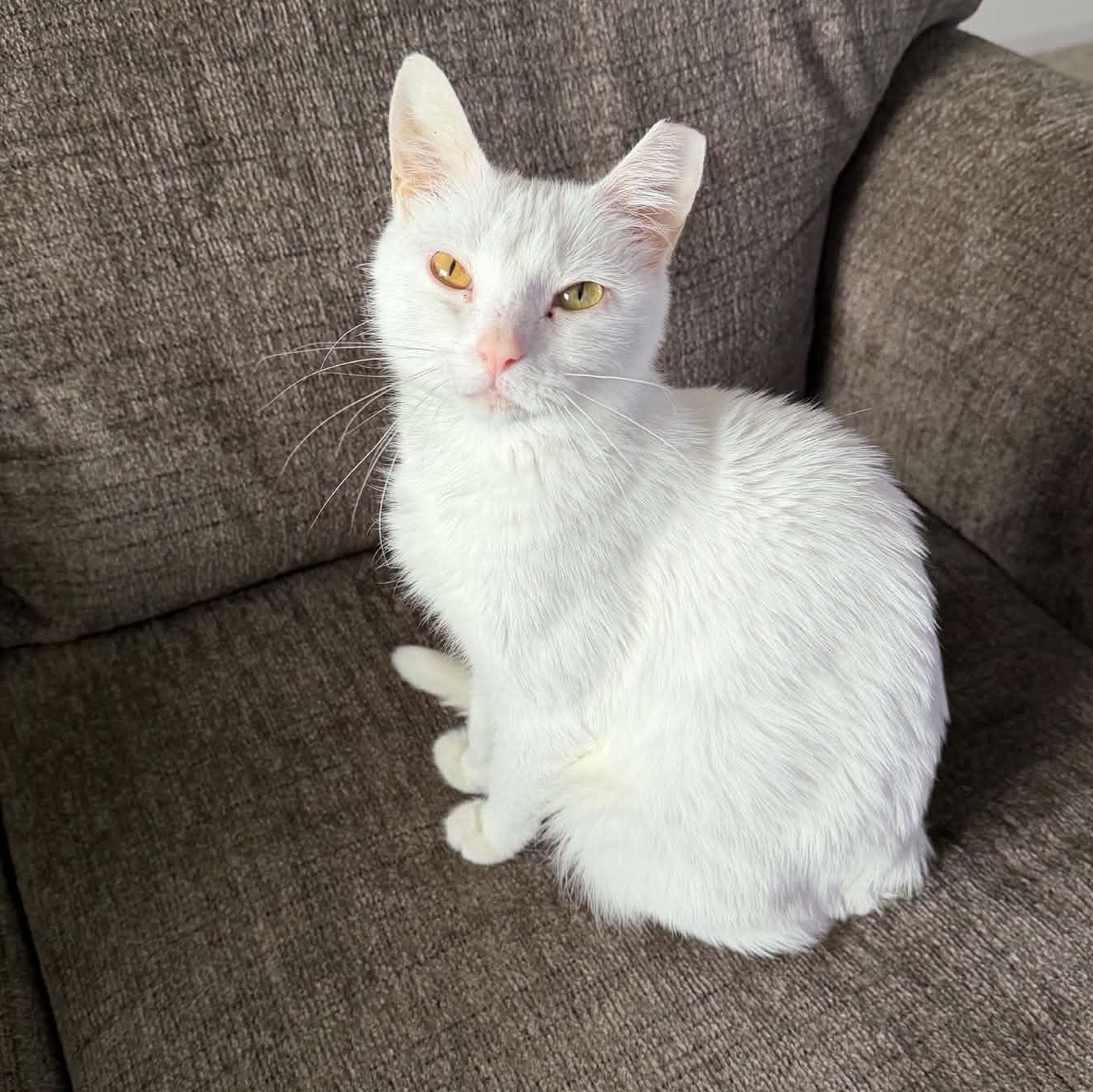 Enlarge Yara, a ADOPTABLE Domestic Medium Hair in Fairborn, OH image 1/6