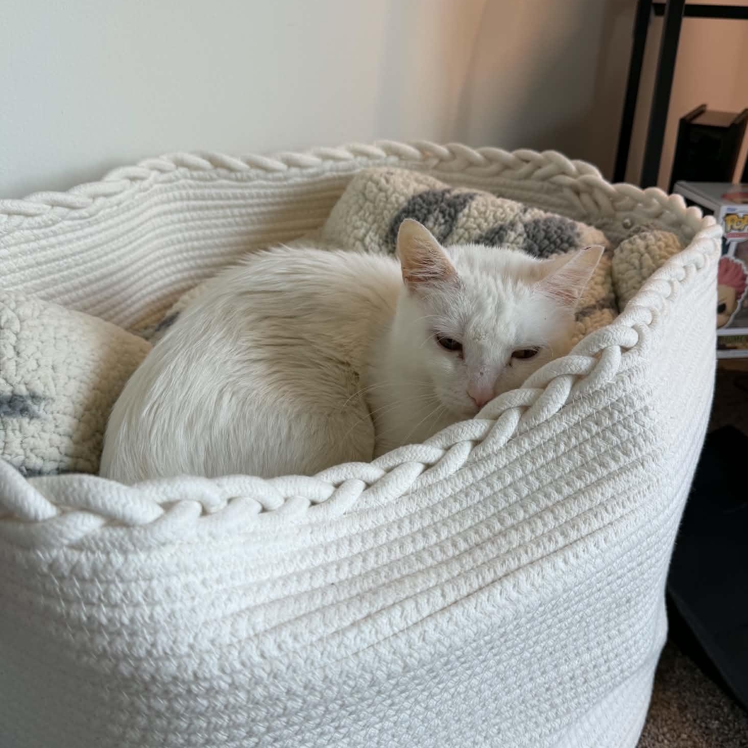 Enlarge Yara, a ADOPTABLE Domestic Medium Hair in Fairborn, OH image 2/6