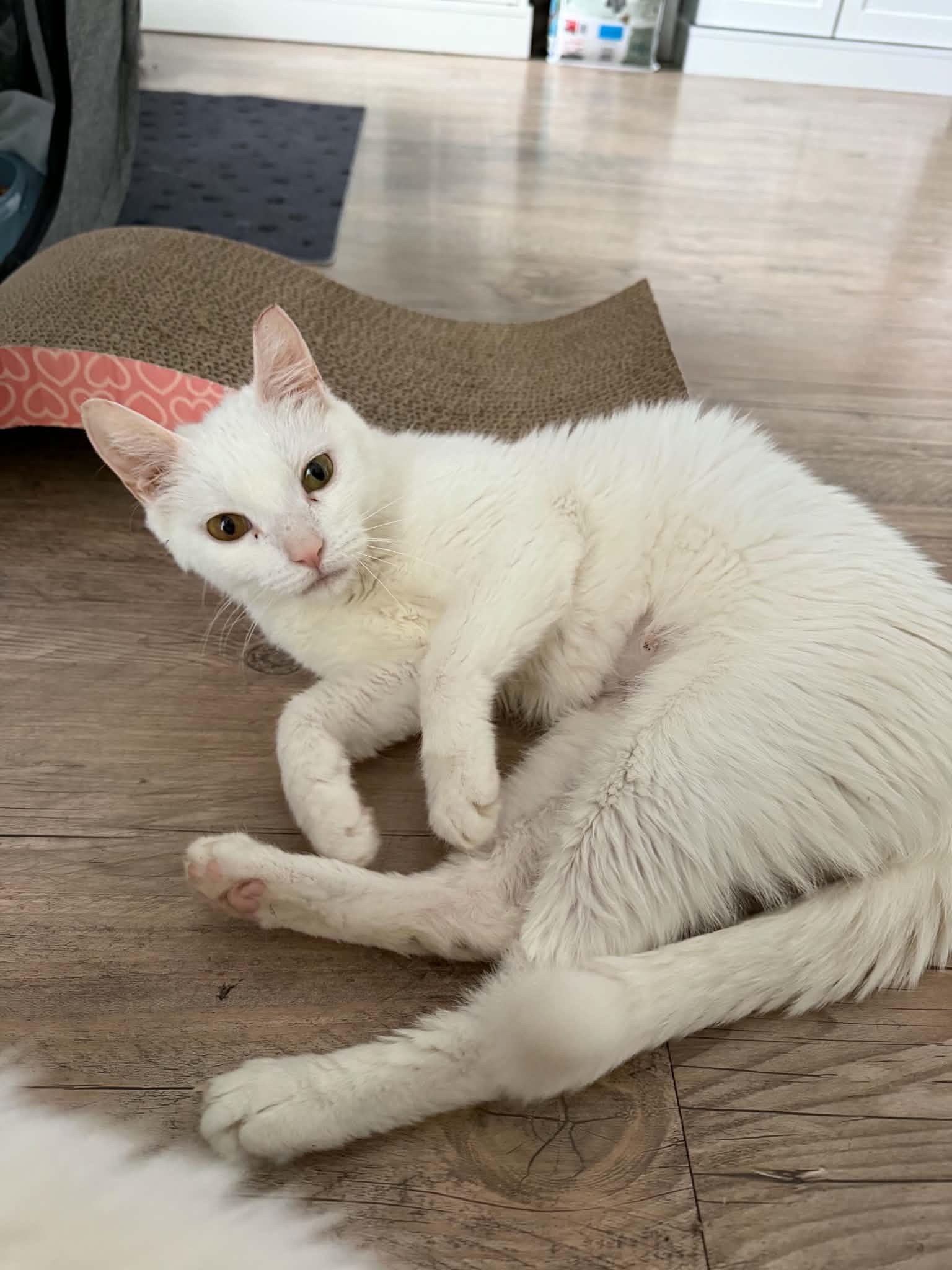Enlarge Yara, a ADOPTABLE Domestic Medium Hair in Fairborn, OH image 4/6