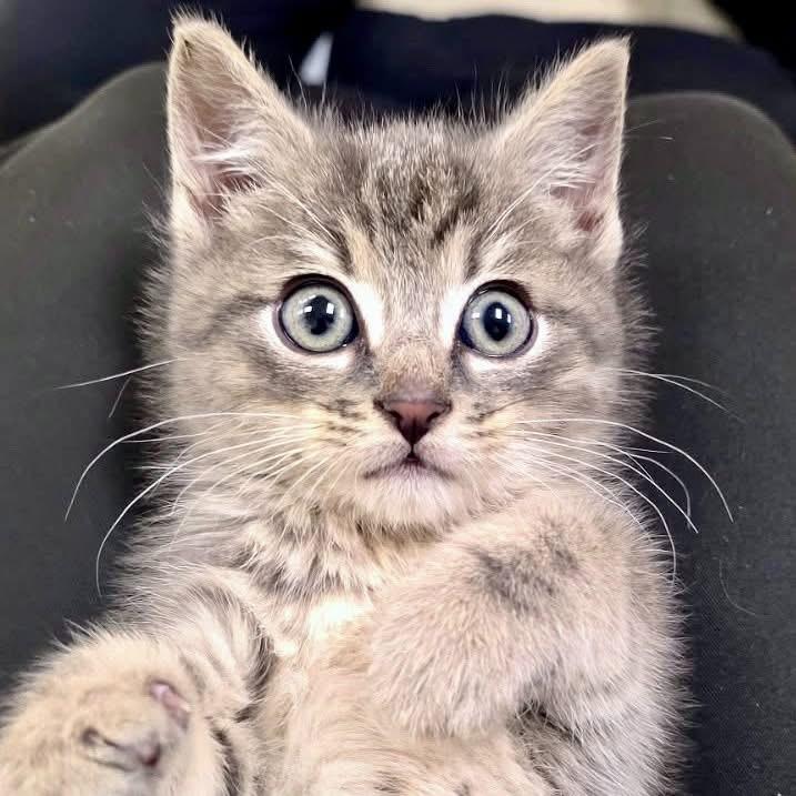 Spud, adopted, Kitten Male Domestic Short Hair.