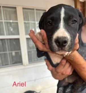 Enlarge Ariel, a Adoptable mixed breed in Tucumcari, NM image 2/2