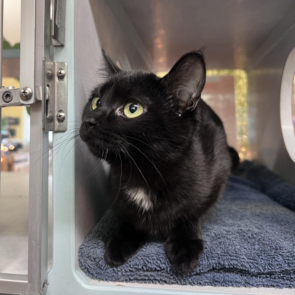 Sasha, Adoptable, Kitten Female Domestic Short Hair.