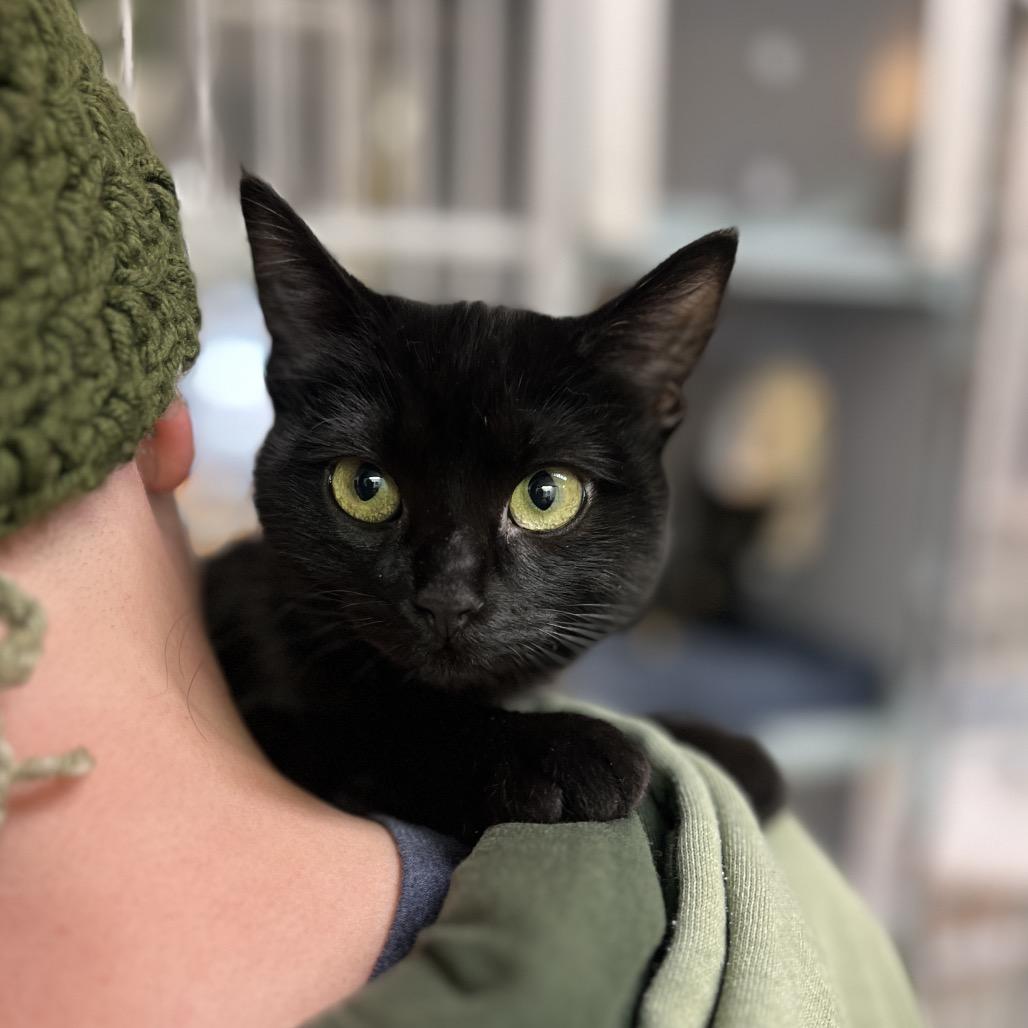 Enlarge Sasha, a Adoptable Domestic Short Hair in Glenwood Springs, CO image 2/3