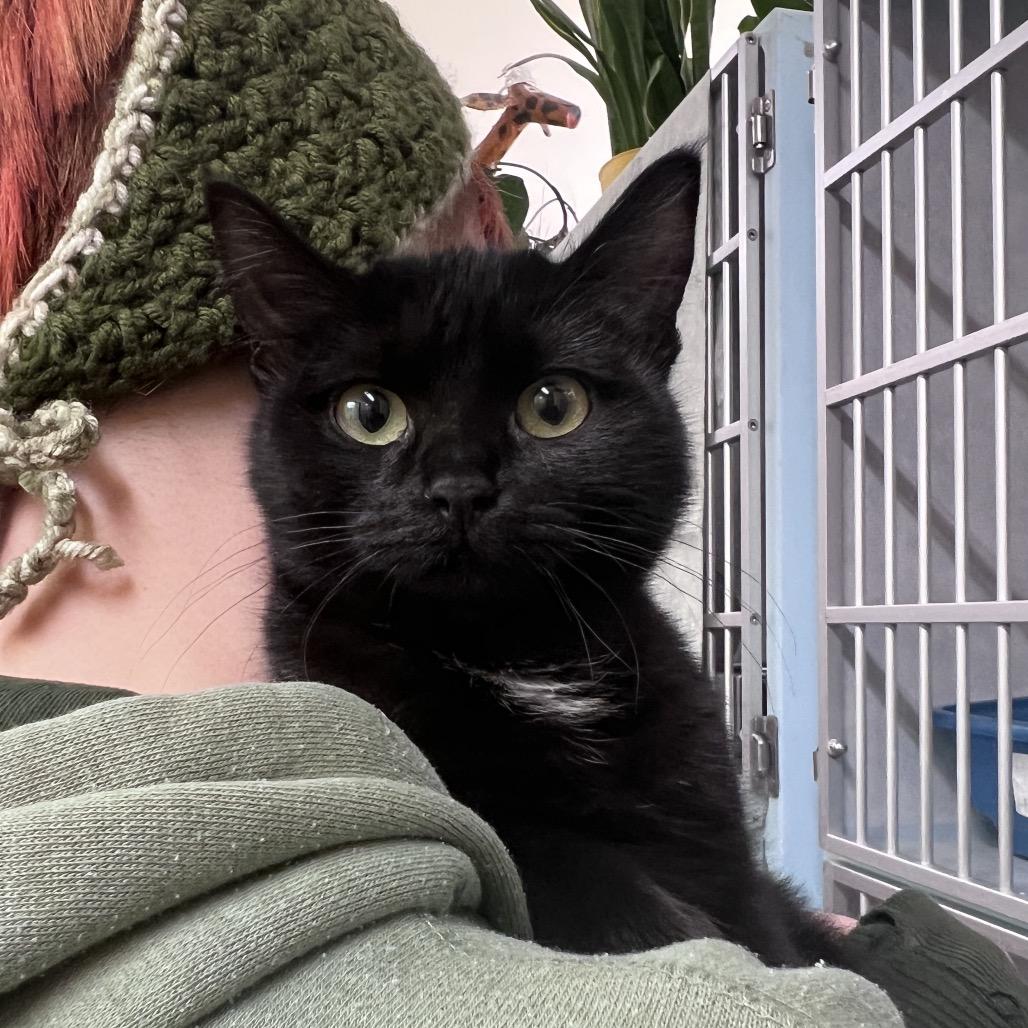 Enlarge Sasha, a Adoptable Domestic Short Hair in Glenwood Springs, CO image 3/3